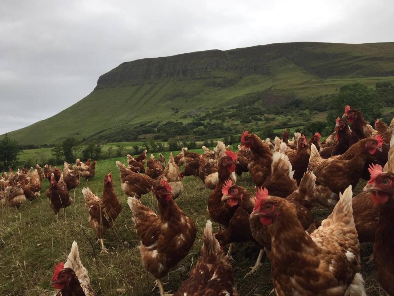Benbulben Farmhouse B&B Drumcliff Zewnętrze zdjęcie